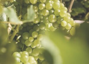 Sauvignon blanc – the savage facts