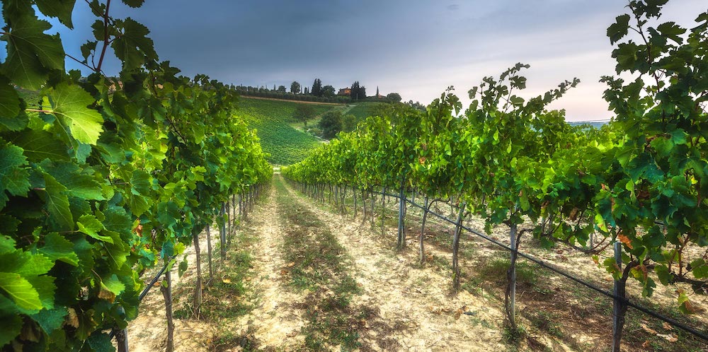 Poggio del Moro vineyards tuscany italy