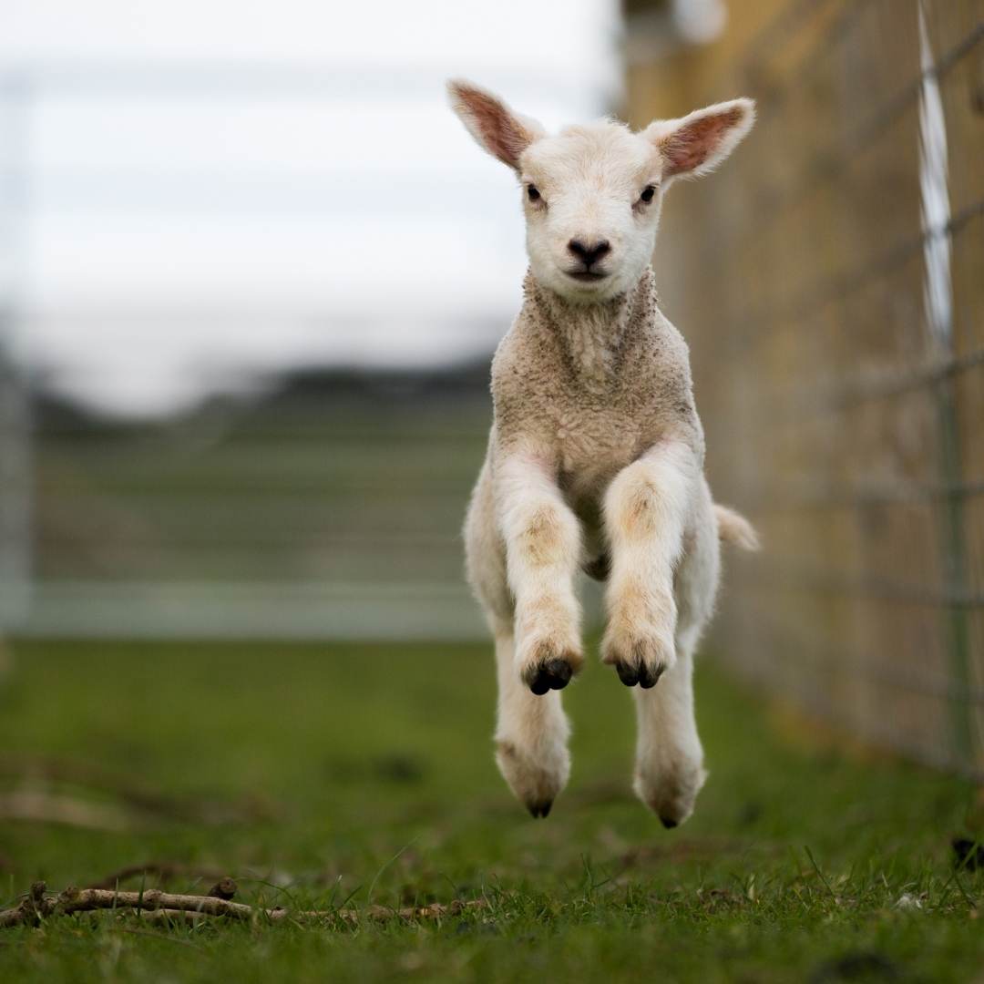 spring march sale lamb