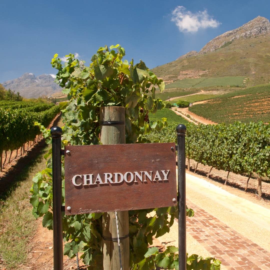 sale many faces of chardonnay