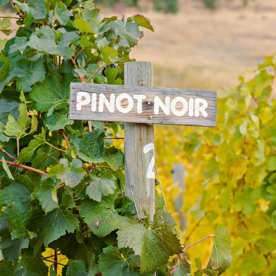 pinot noir vineyard august offers