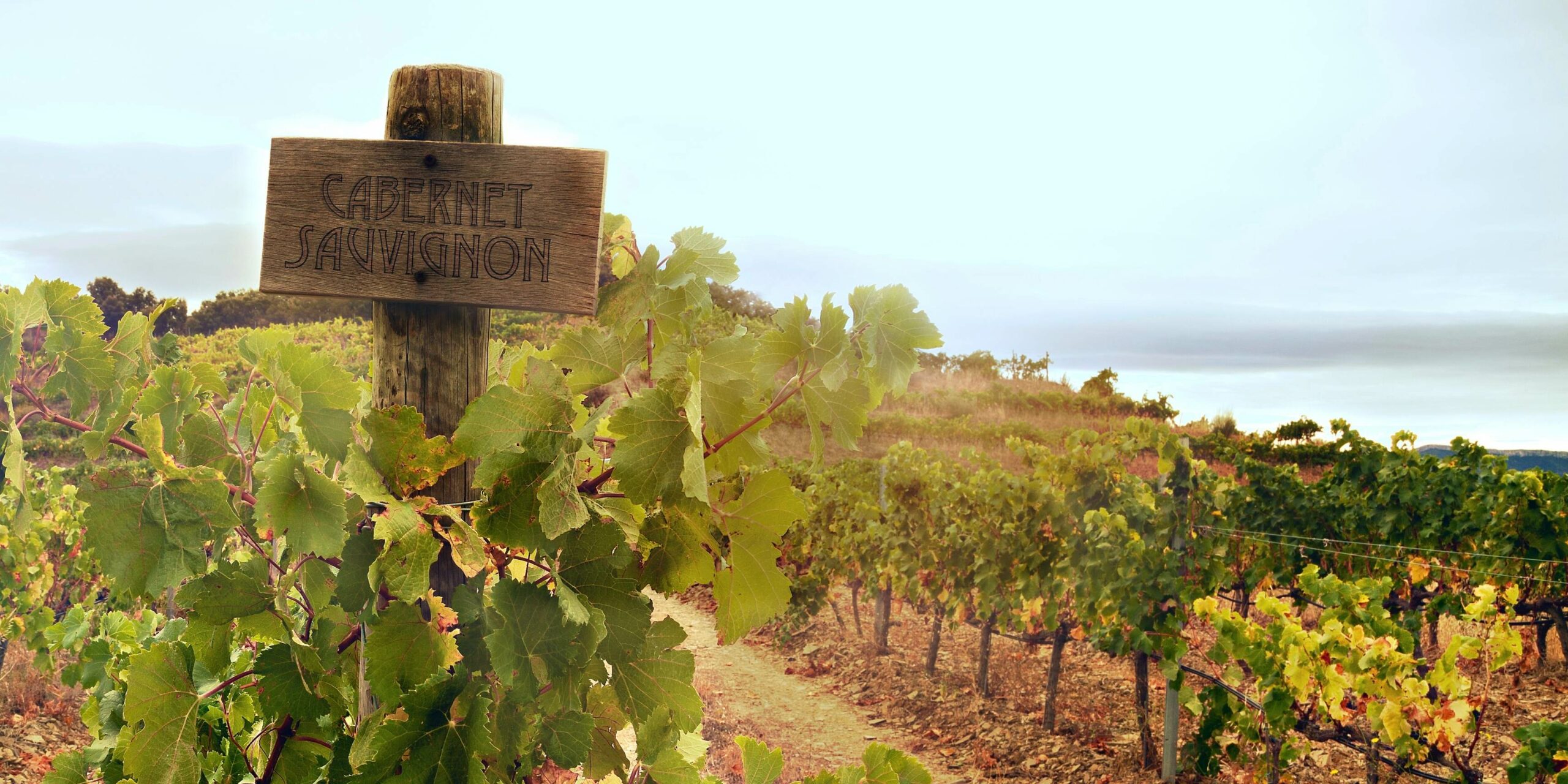 cabernet sauvignon blog header